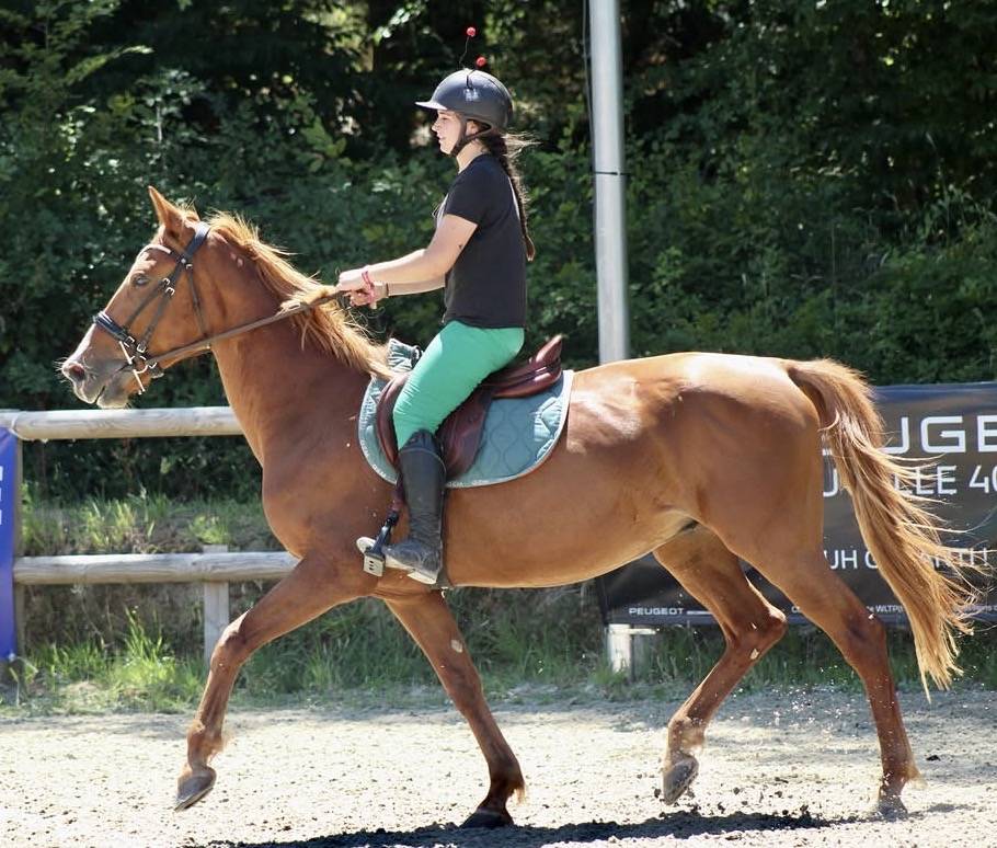 Trotteur &eacute;tranger. Fils de Varenne 
