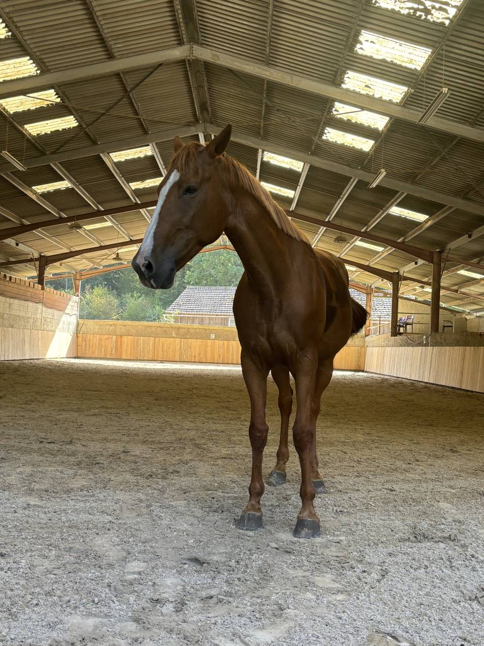 Trotteur &eacute;tranger. Fils de Varenne 