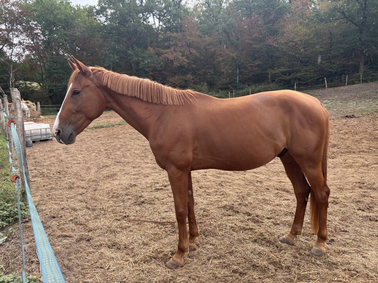 Trotteur &eacute;tranger. Fils de Varenne 