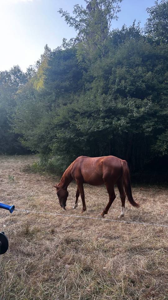 Poulain 