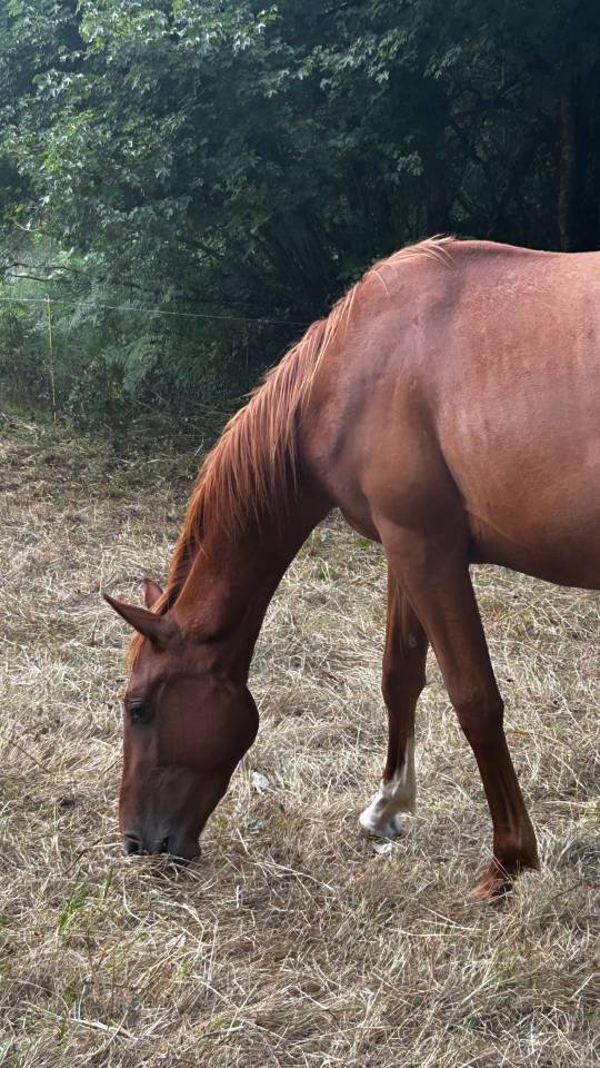 Poulain 
