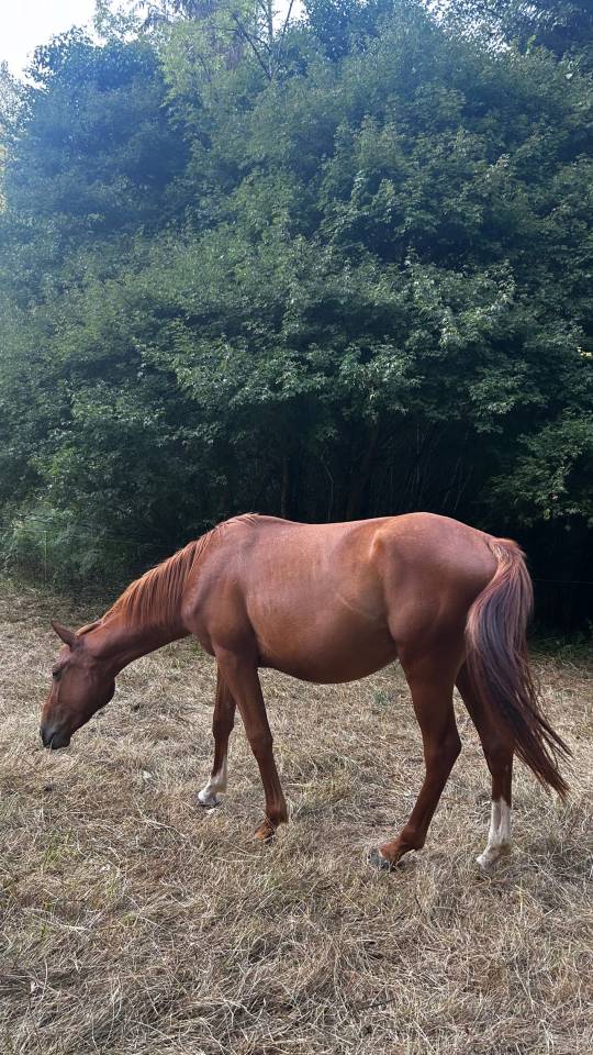 Poulain 