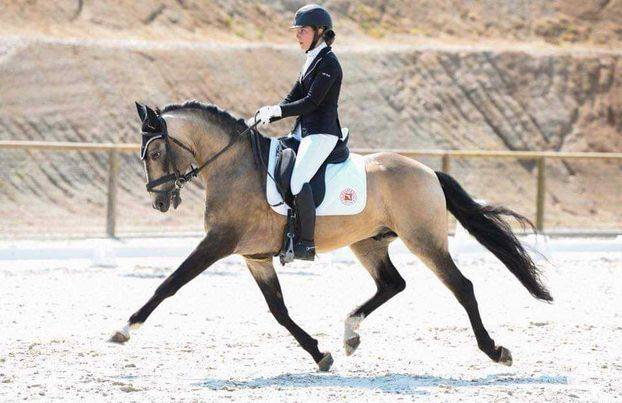 JUMENT 4ANS PP LUSITANIEN PERLINO (TESTEE)