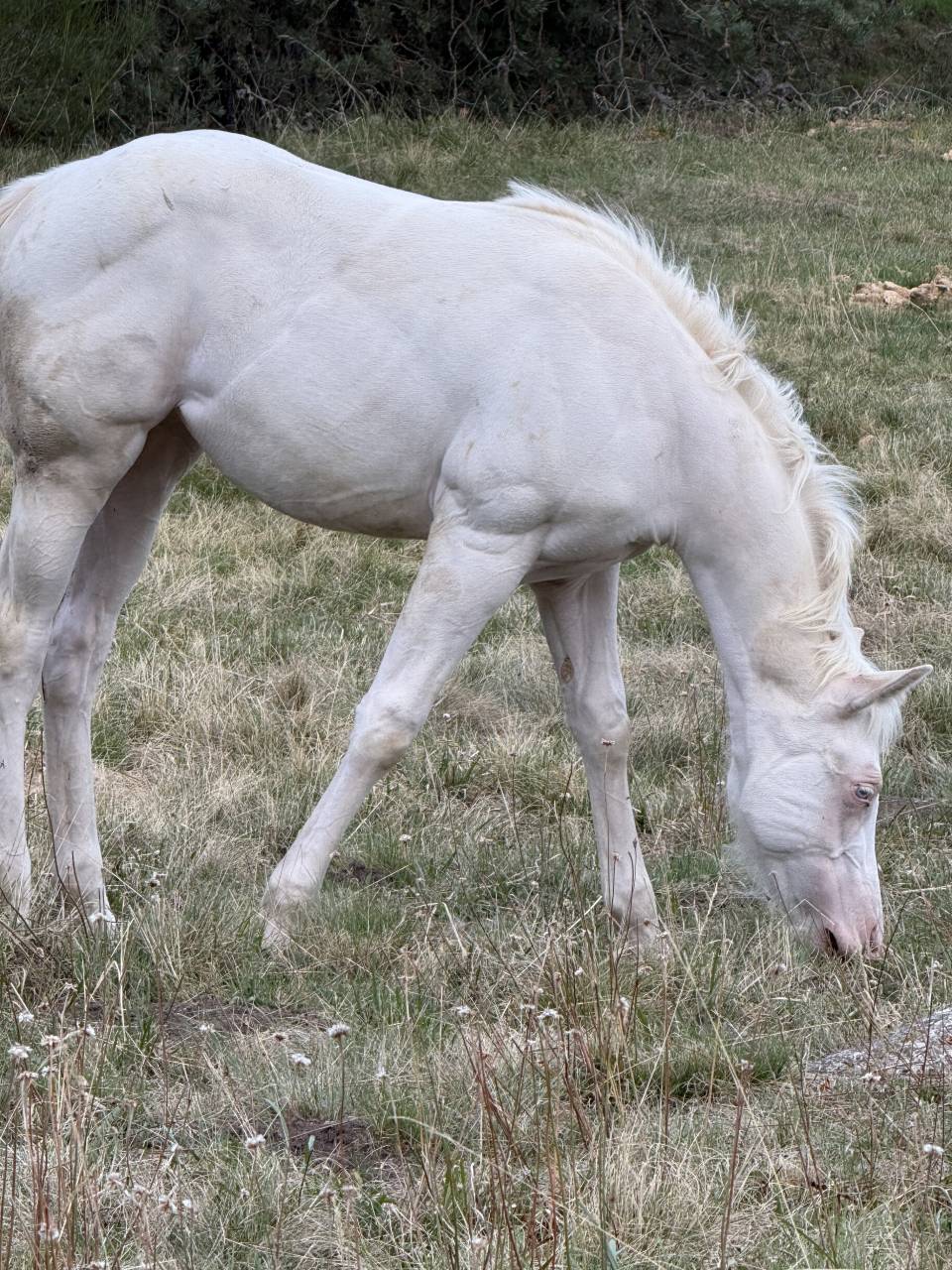 Pouliche paint horse bai homozygote splash et black
