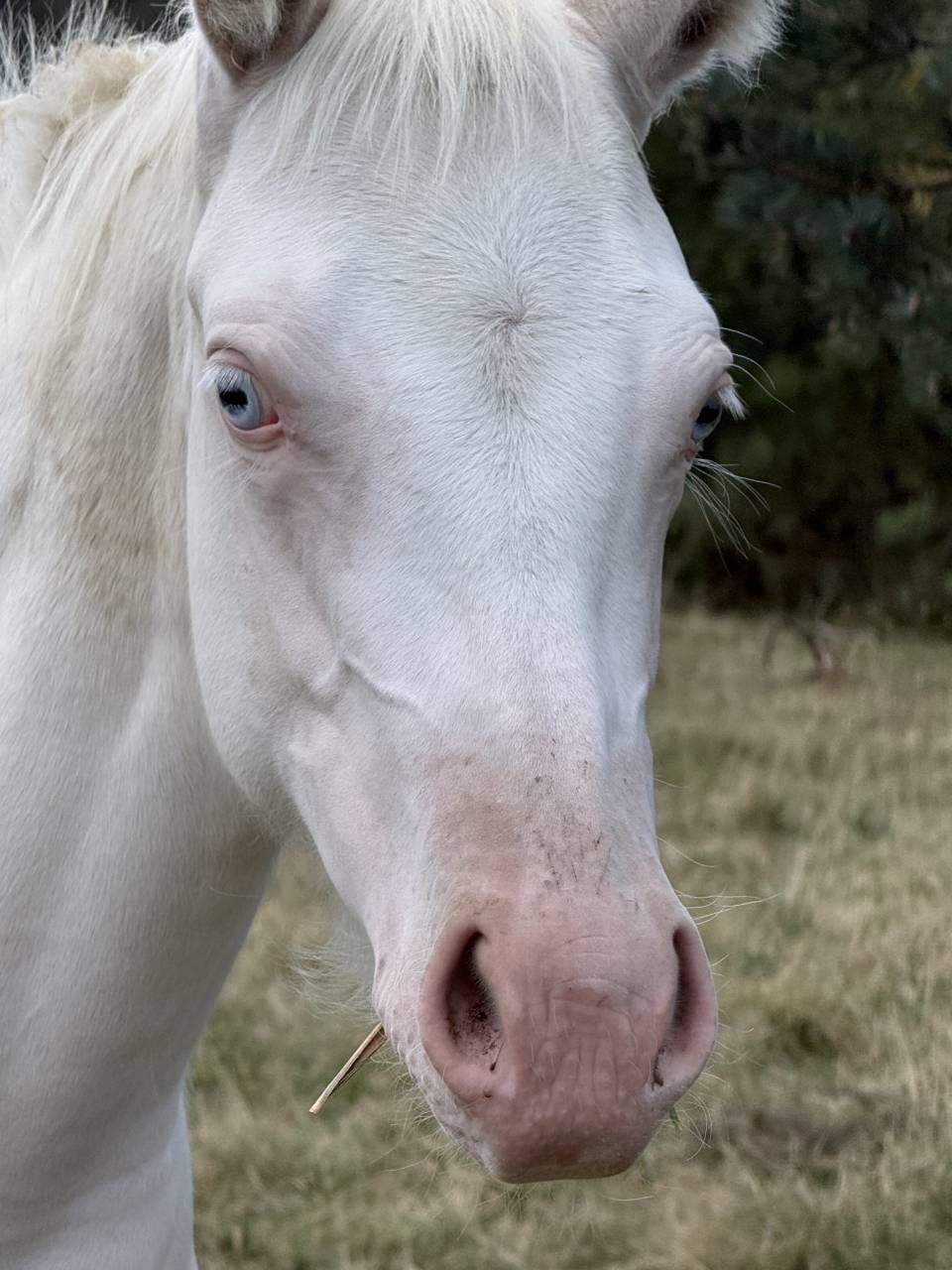 Pouliche paint horse bai homozygote splash et black