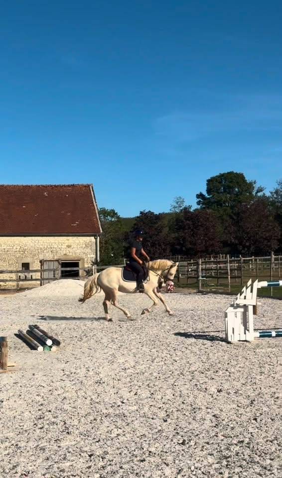 Ponette D Connemara 4 ans 