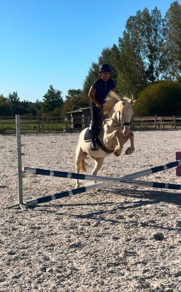 Ponette D Connemara 4 ans 