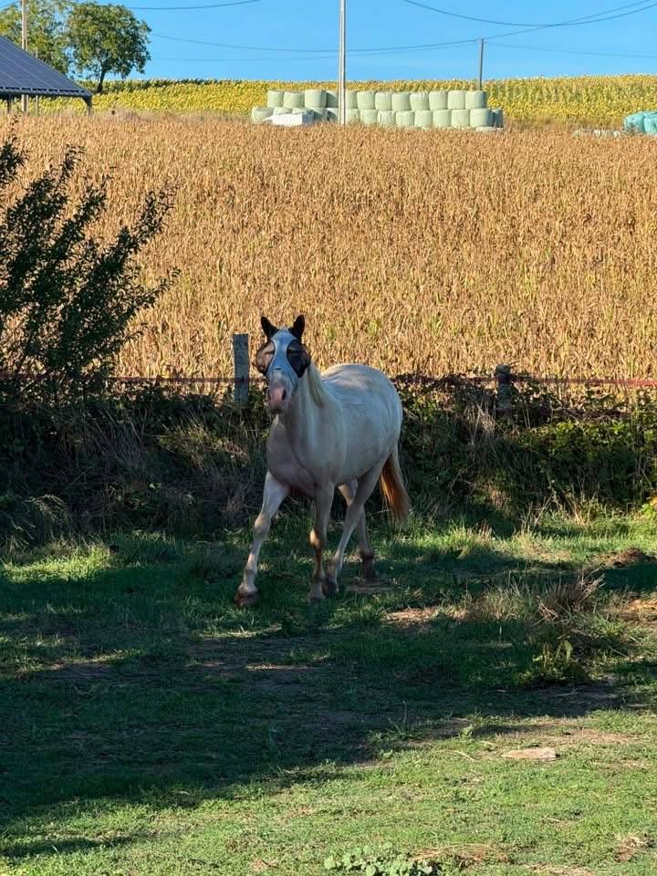 Ponette D Connemara 4 ans 