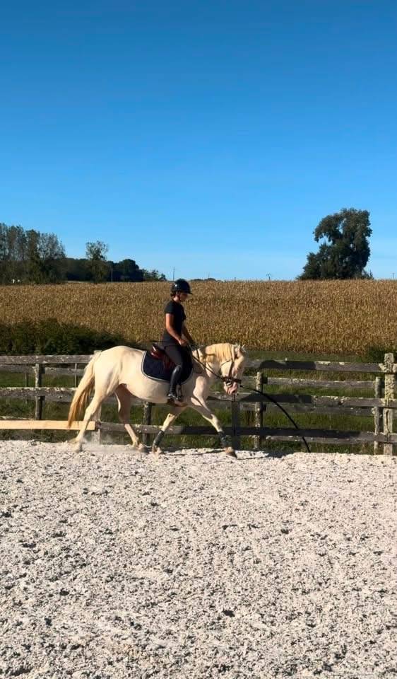 Ponette D Connemara 4 ans 
