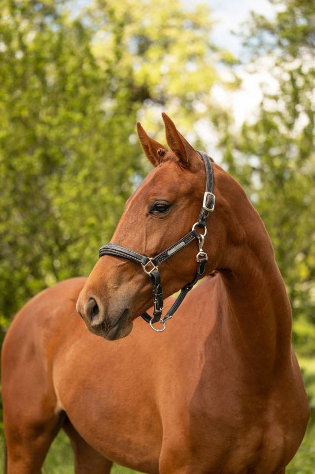 Pouliche - BWP - 2 ans - Dressage - France