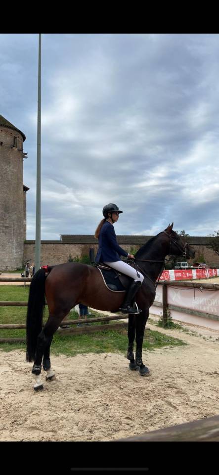 Hongre SF 10 ans Contendro x Kannan