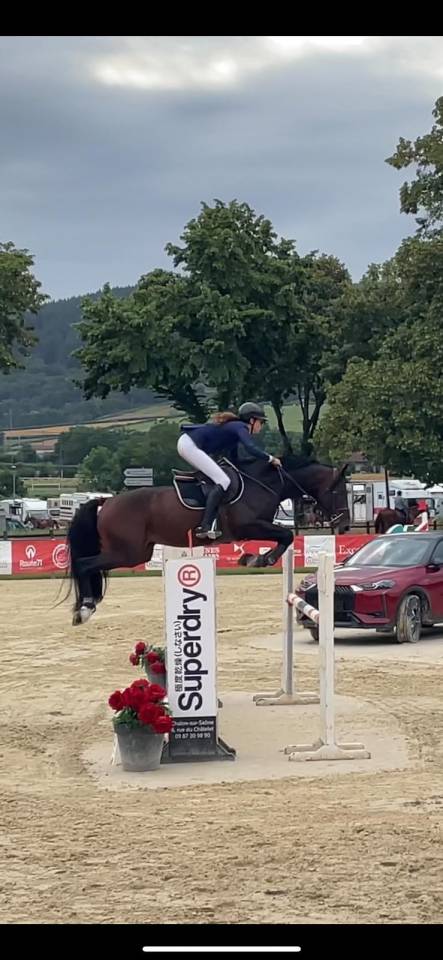 Hongre SF 10 ans Contendro x Kannan