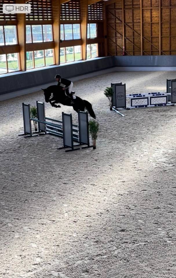 Hongre SF 10 ans Contendro x Kannan