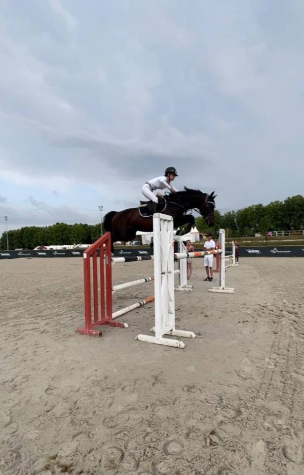 Hongre SF 10 ans Contendro x Kannan