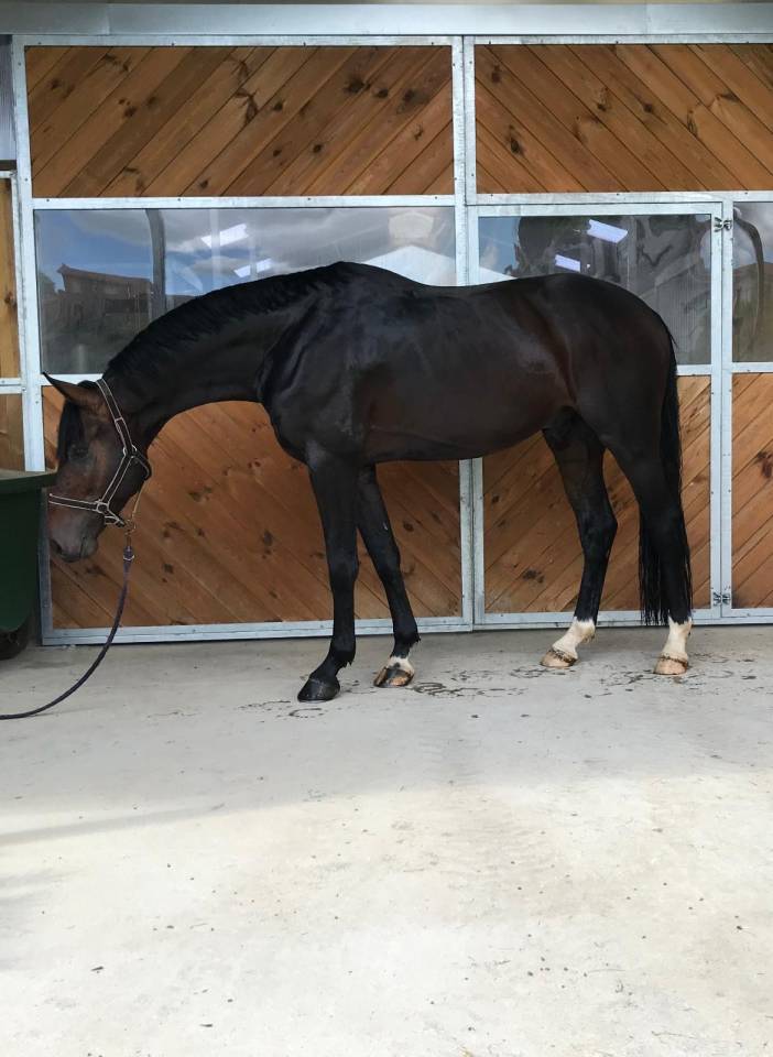 Hongre SF 10 ans Contendro x Kannan