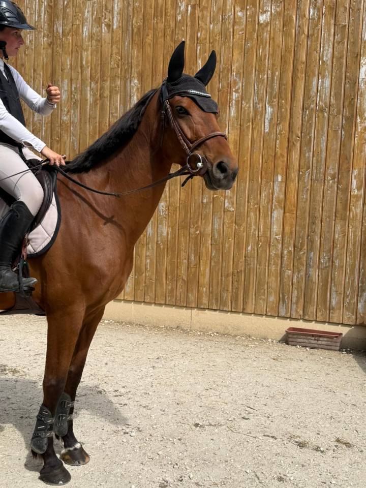 Jument 8 ans &agrave; finir de former 
