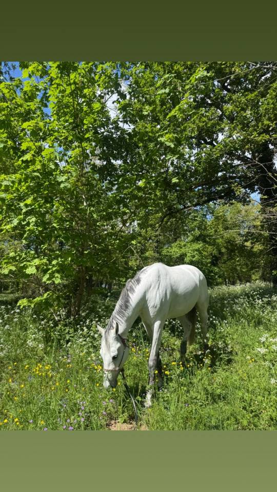Cassalo &ndash; Hongre de 11 ans &ndash; 1m68