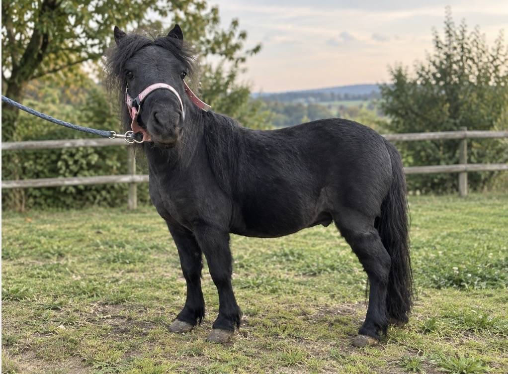 Poney hongre type shetland