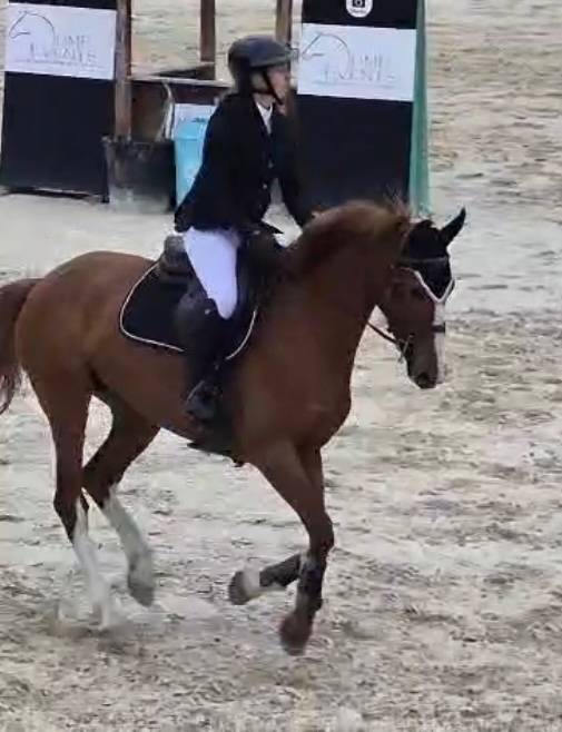 Jument 6 ans - pr&ecirc;te CSO amat 3 potentiel ++