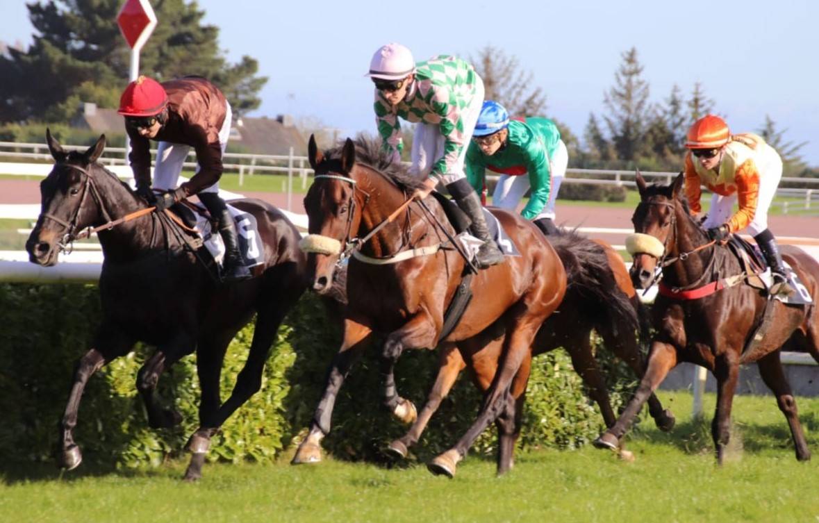 Vend cheval de 7 ans, hors du commun