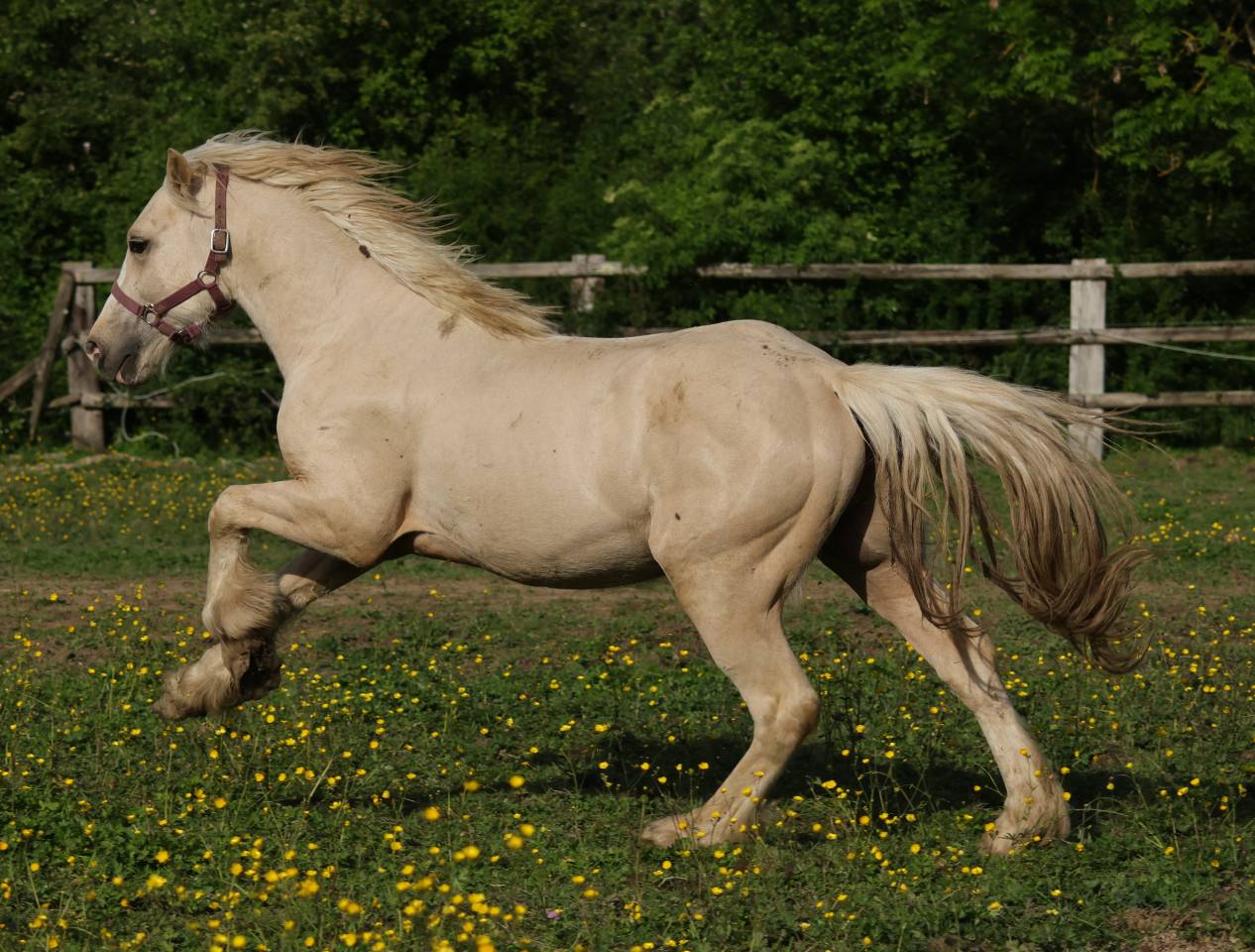 Superbe hongre Welsh Cob palomino de 2024
