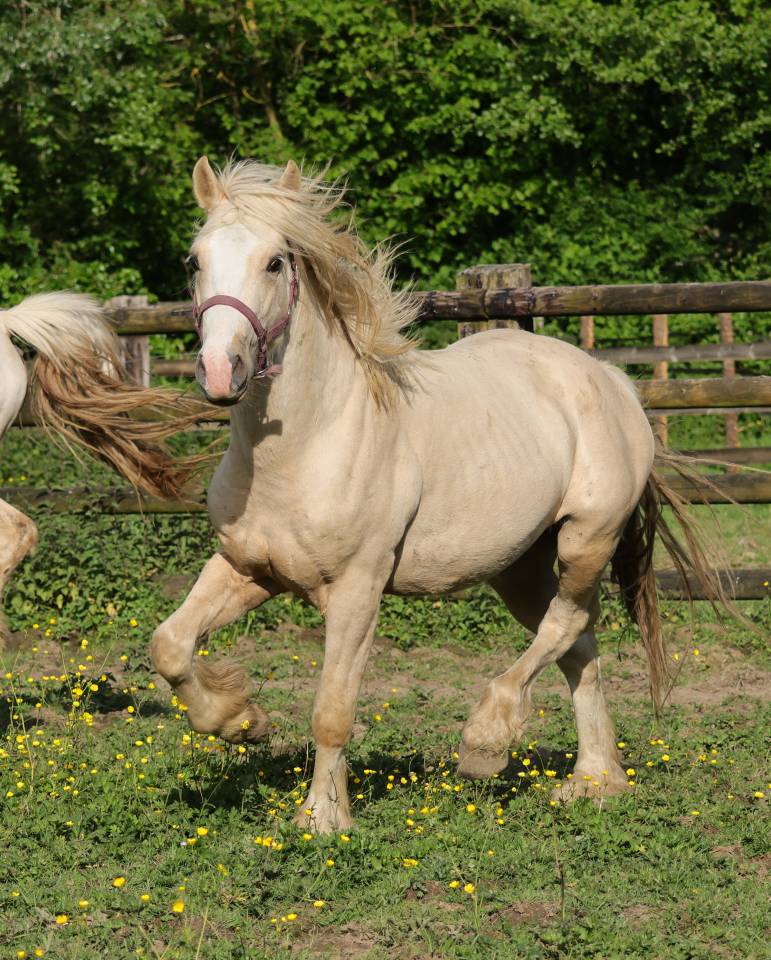 Superbe hongre Welsh Cob palomino de 2024