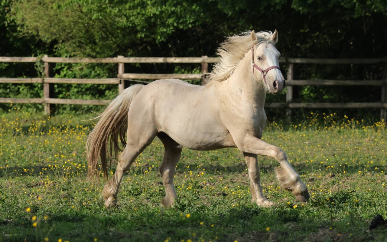 Superbe hongre Welsh Cob palomino de 2024