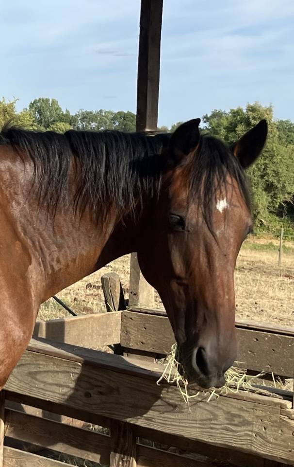 &Agrave; vendre cheval trotteur 