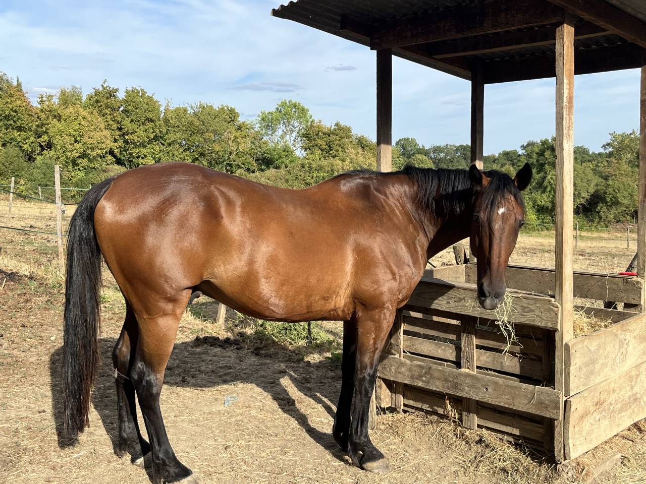 &Agrave; vendre cheval trotteur 