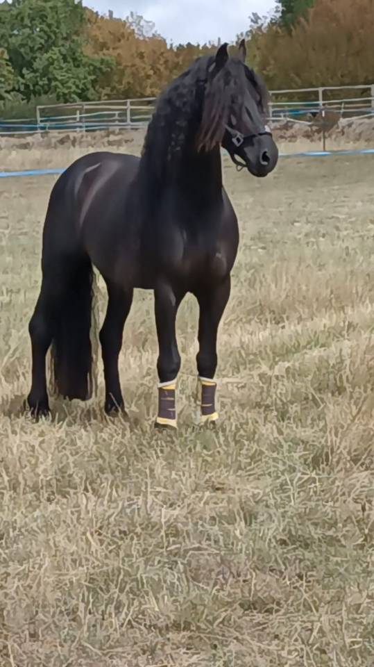 &Eacute;TALON FRISON &ndash; CHEVAL D&rsquo;EXCEPTION PAR SON CARACT&Egrave;RE
