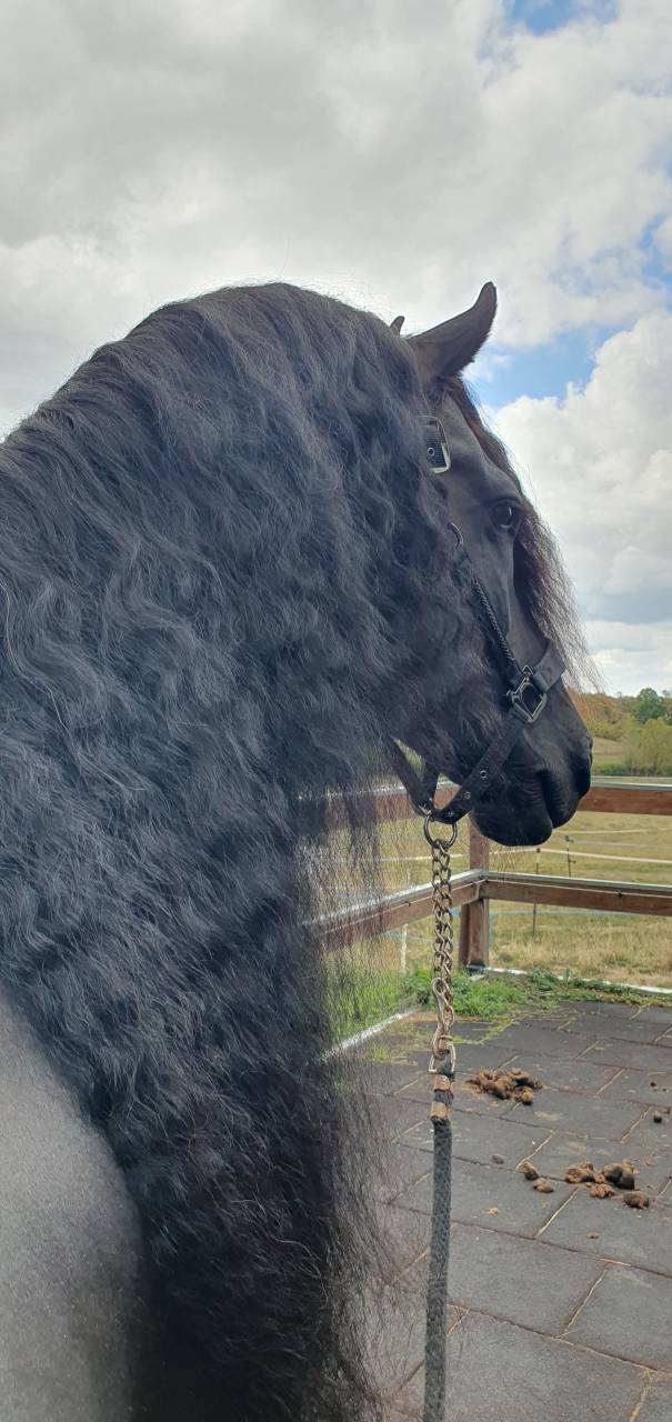 &Eacute;TALON FRISON &ndash; CHEVAL D&rsquo;EXCEPTION PAR SON CARACT&Egrave;RE