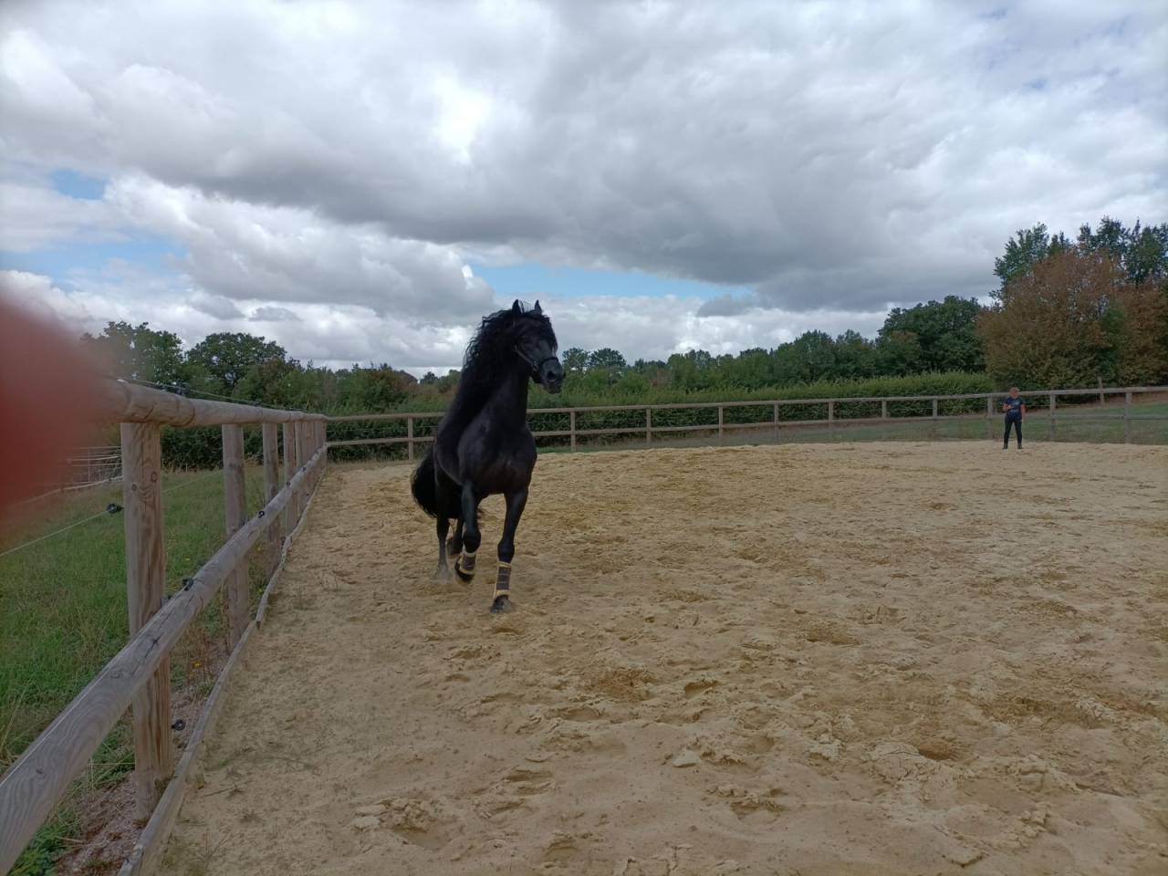 &Eacute;TALON FRISON &ndash; CHEVAL D&rsquo;EXCEPTION PAR SON CARACT&Egrave;RE