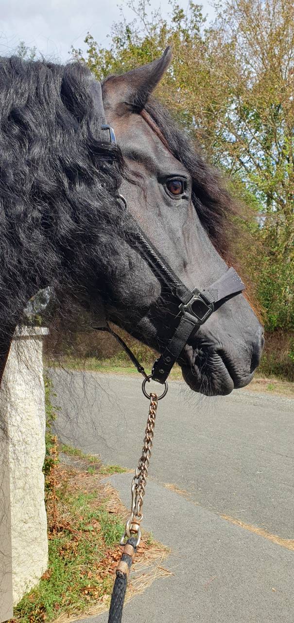 &Eacute;TALON FRISON &ndash; CHEVAL D&rsquo;EXCEPTION PAR SON CARACT&Egrave;RE