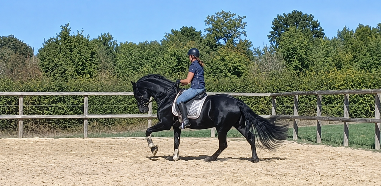 &Eacute;TALON FRISON &ndash; CHEVAL D&rsquo;EXCEPTION PAR SON CARACT&Egrave;RE