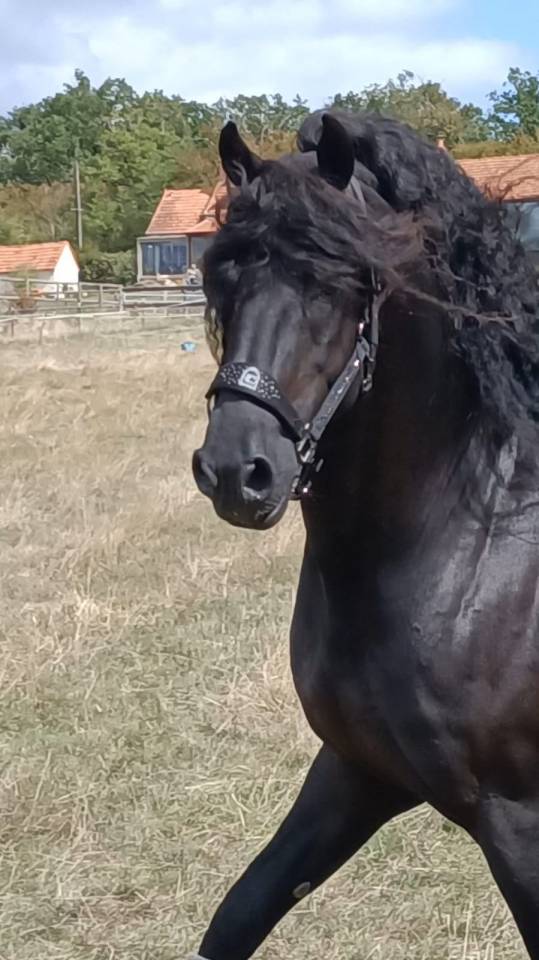 &Eacute;TALON FRISON &ndash; CHEVAL D&rsquo;EXCEPTION PAR SON CARACT&Egrave;RE