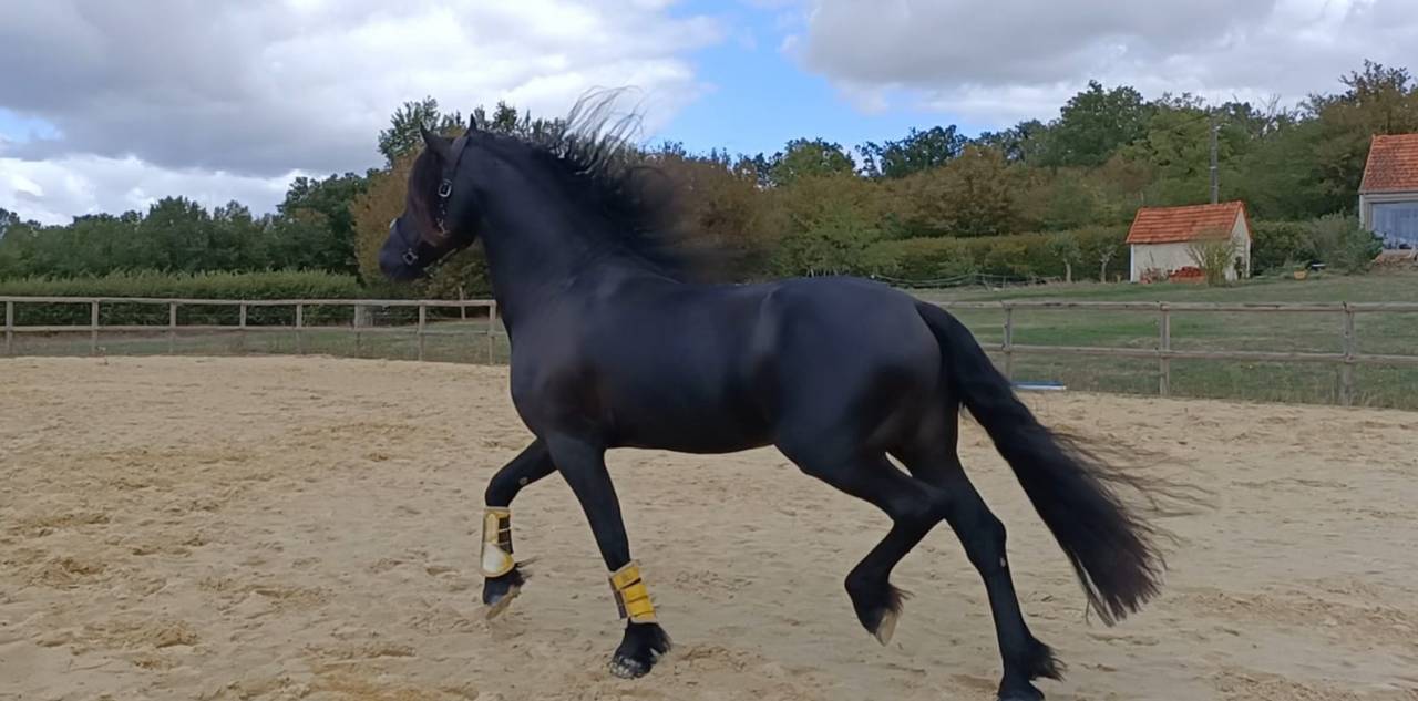 &Eacute;TALON FRISON &ndash; CHEVAL D&rsquo;EXCEPTION PAR SON CARACT&Egrave;RE