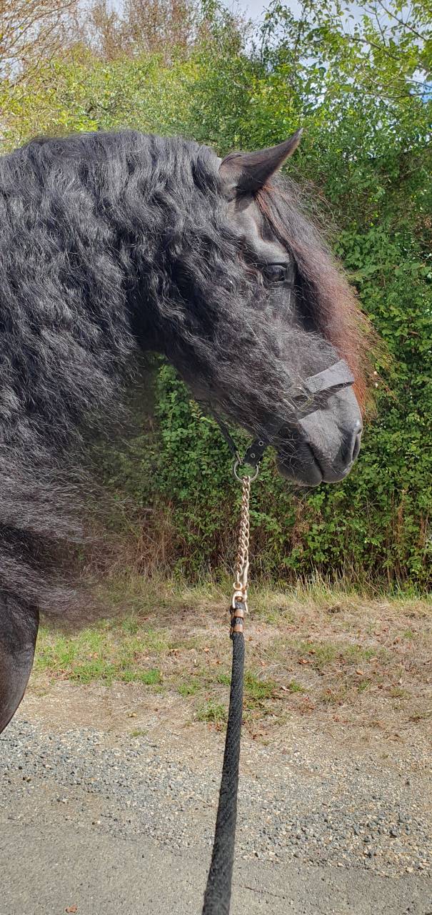 &Eacute;TALON FRISON &ndash; CHEVAL D&rsquo;EXCEPTION PAR SON CARACT&Egrave;RE