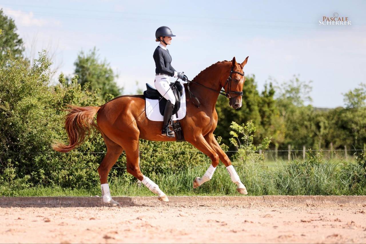 Hongre - Hanovrien - 5 ans - Dressage - France