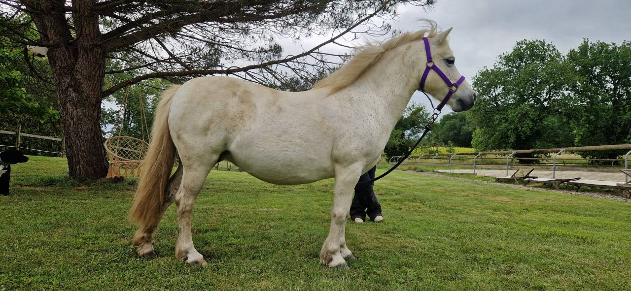  A vendre, Melusine