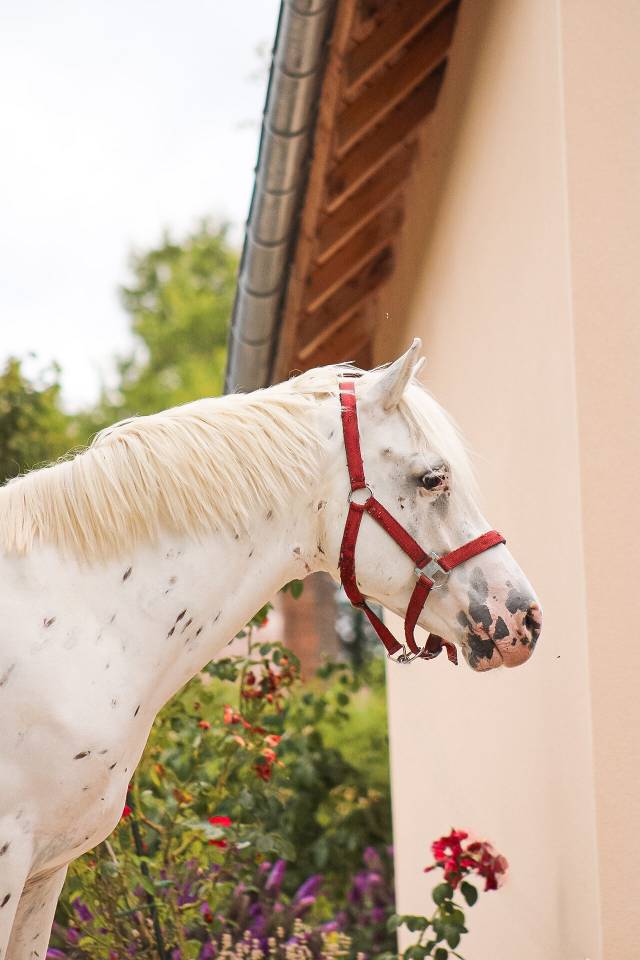 Poney 4 ans 