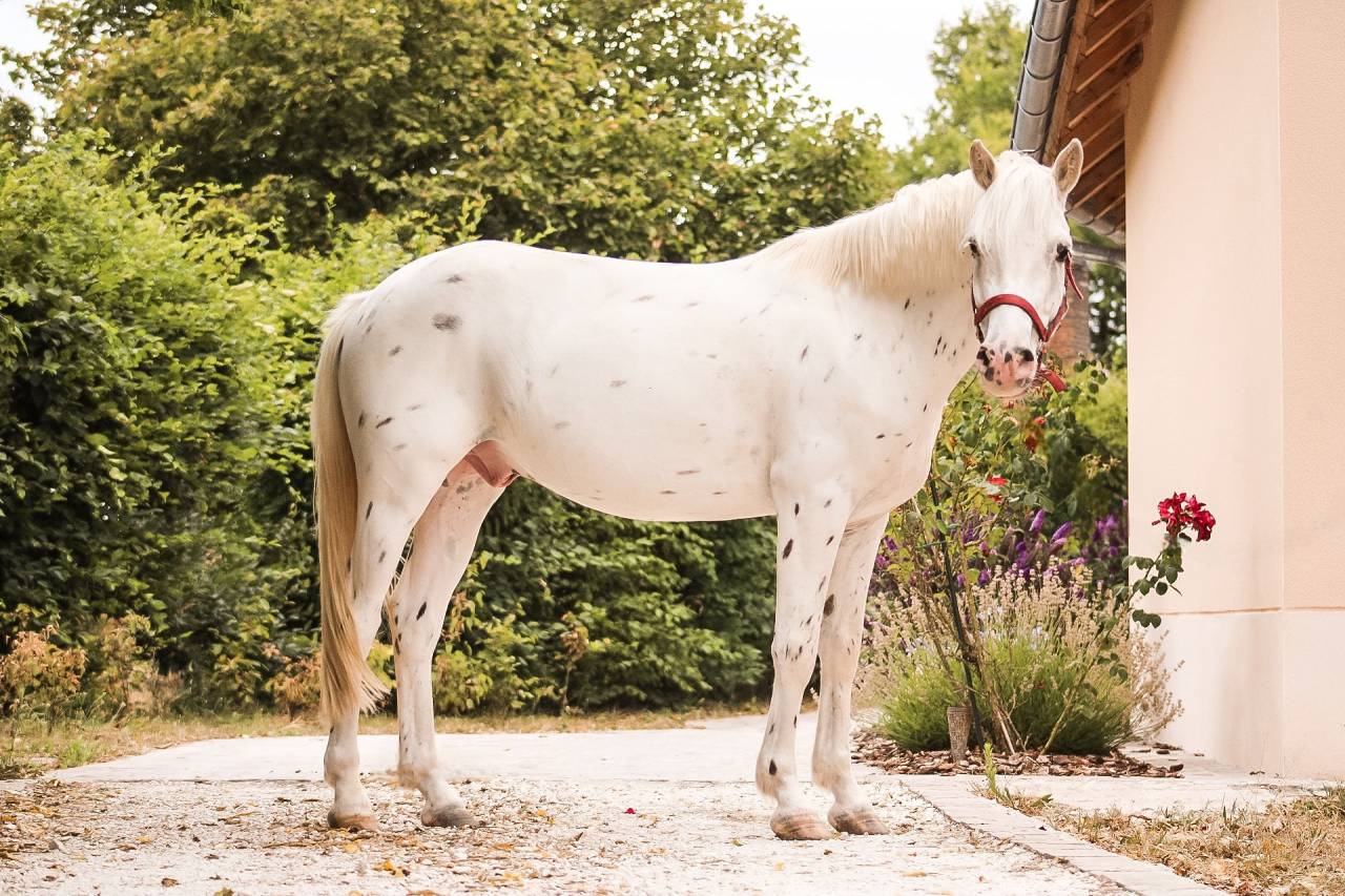 Poney 4 ans 