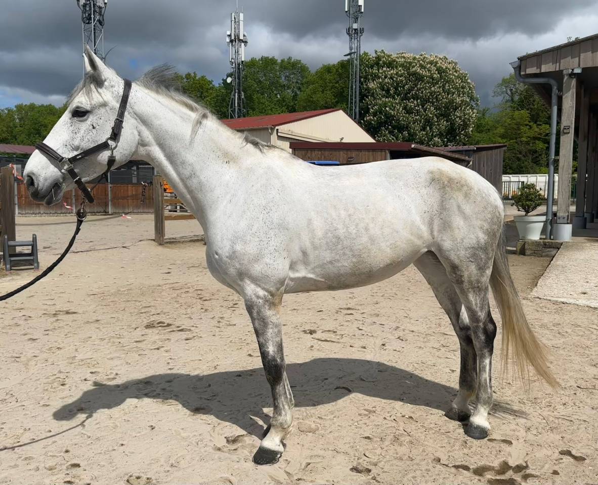 &Agrave; Vendre : Jument de 10 ans 