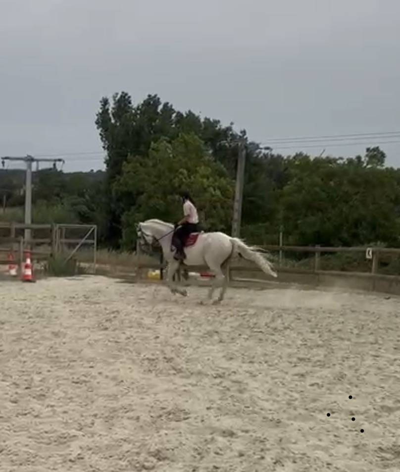 Cheval polyvalent 