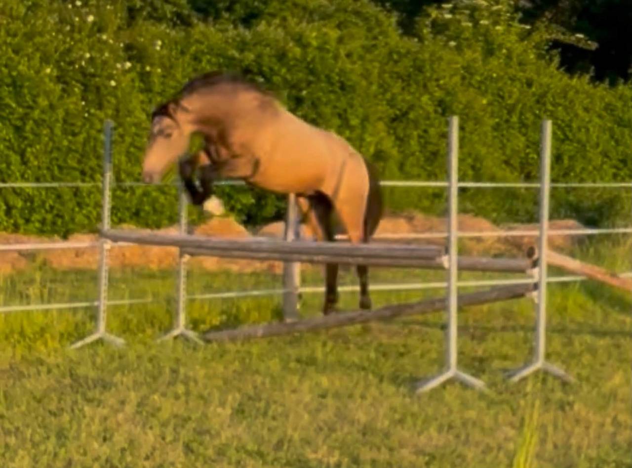 Poney D - 2 ans origines Sport - Isabelle
