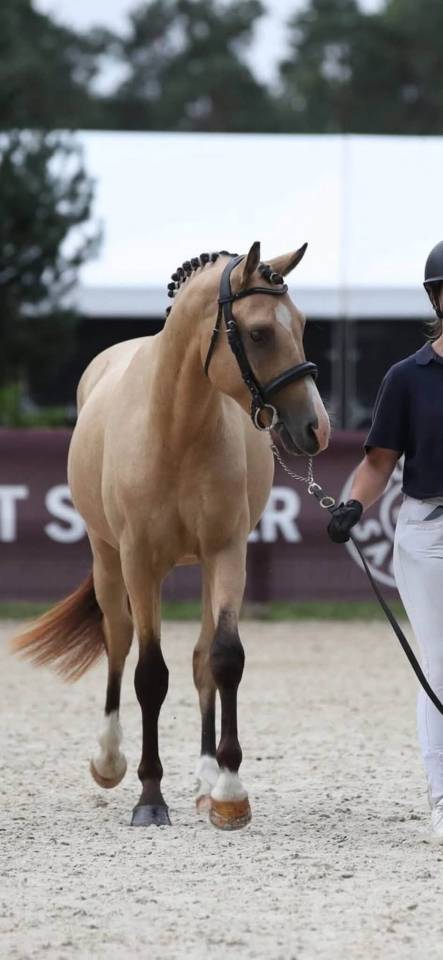 Poney D - 2 ans origines Sport - Isabelle