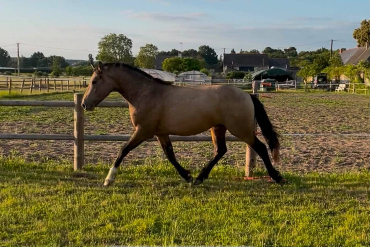 Poney D - 2 ans origines Sport - Isabelle