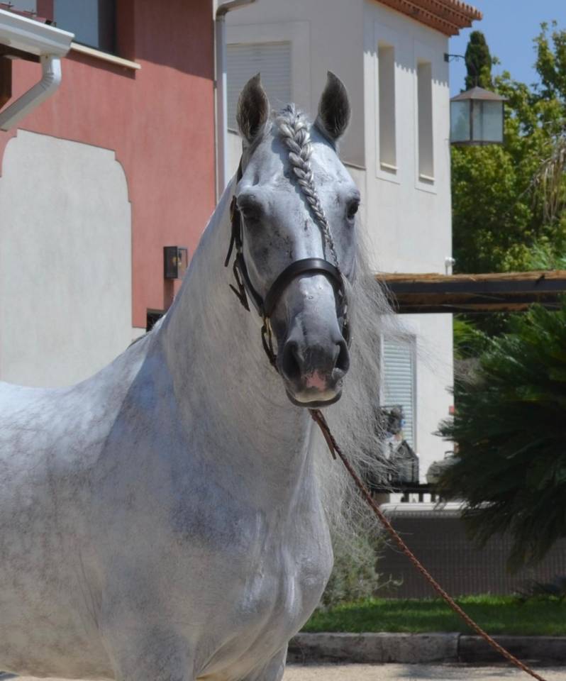 Cheval dress&eacute;