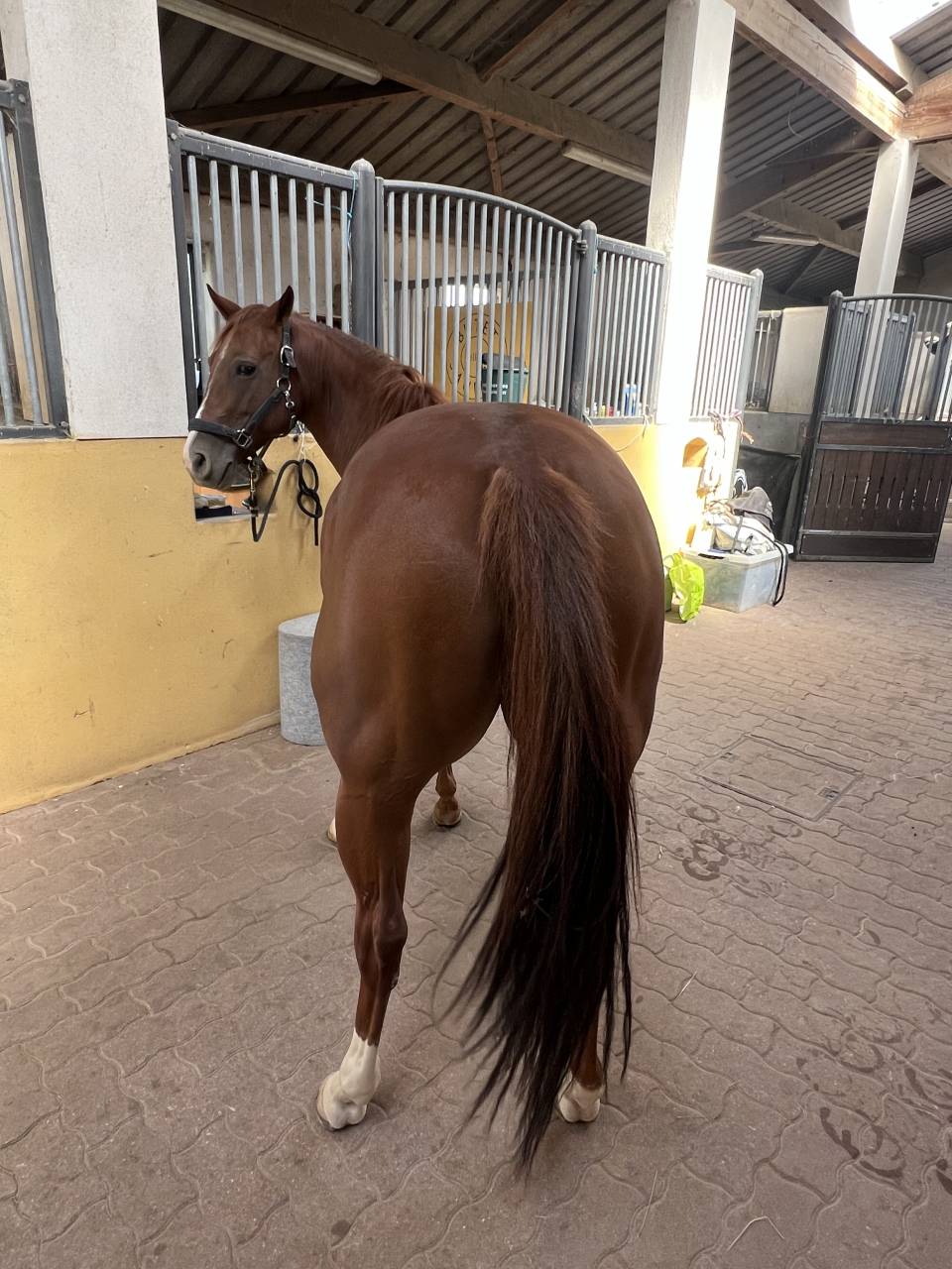 ? &Agrave; VENDRE &ndash; Jument Quarter Horse 6 ans