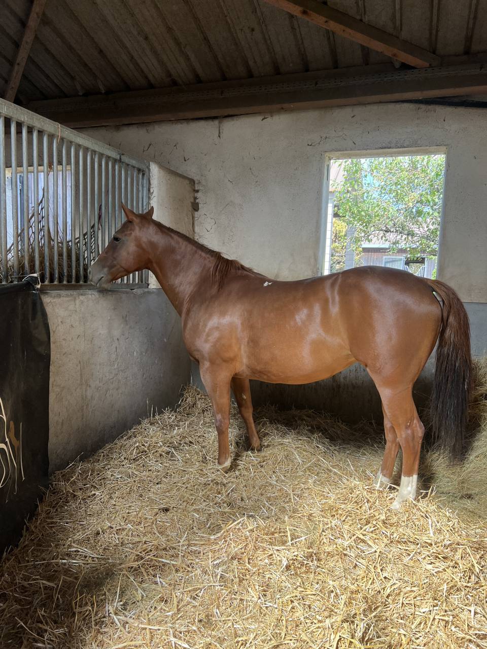 ? &Agrave; VENDRE &ndash; Jument Quarter Horse 6 ans