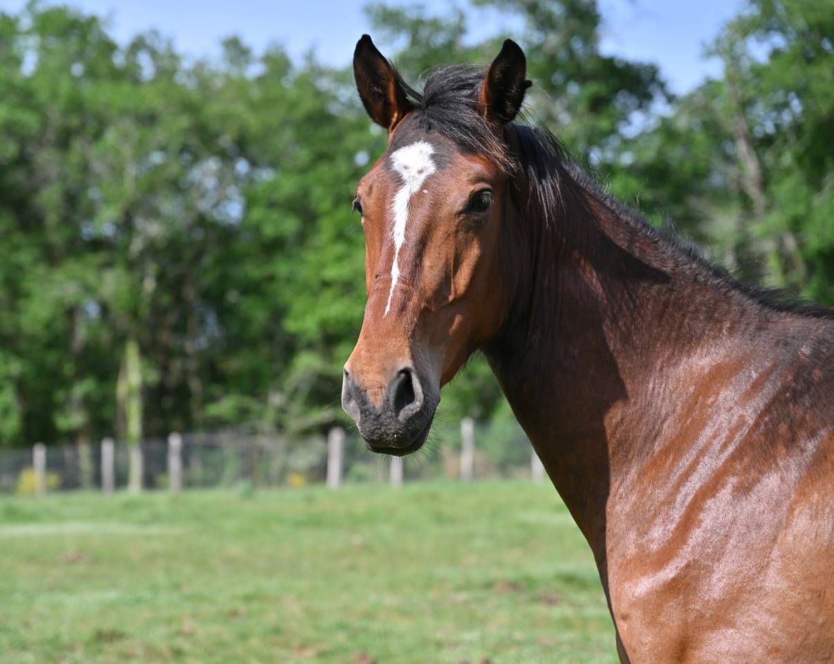 Jeune cheval 3 ans sbs 
